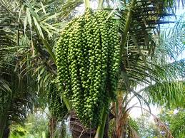 http://gaungriau.com/gambar/foto/8826096803.jpg
